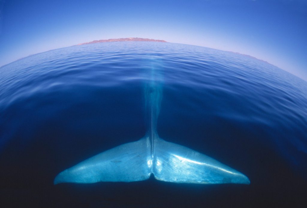 Blue whale tail | Photo: Amos Nachum