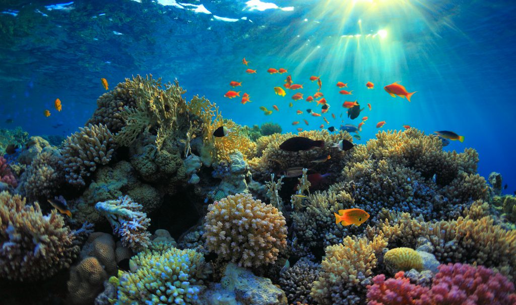 דגים ויצורים ימיים אחרים מהווים כ-20% מסך הבשר הנצרך בעולם, אך בתחום החלבון האלטרנטיבי קטגוריה זו מהווה שבריר קטן | צילום: Shutterstock