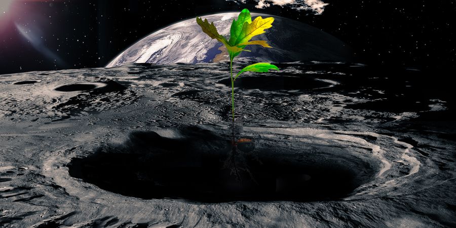 פיתוח חקלאות על הירח - בדרך למאדים | צילום: Shutterstock