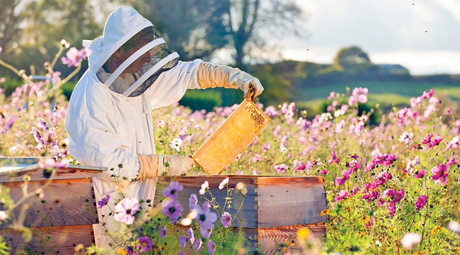 אוכלוסיית הדבורים המתמעטת, החיונית להאבקת צמחים, הופכת למשבר מהותי | צילום: Shutterstock